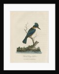 'Sacred Kings Fisher' by Sarah Stone