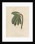 'The Banksia Serrata in Bud' by Frederick Polydor Nodder