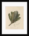 'The Banksia Serrata in Flower' by Frederick Polydor Nodder