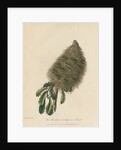 'The Banksia Serrata in Fruit' by Frederick Polydor Nodder