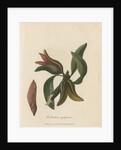 'The Banksia pyriformis' by Frederick Polydor Nodder