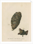 'The Banksia' and 'Banksia gibbosa' by Frederick Polydor Nodder