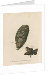 'The Banksia' and 'Banksia gibbosa' by Frederick Polydor Nodder