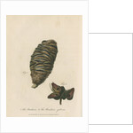 'The Banksia' and 'Banksia gibbosa' by Frederick Polydor Nodder