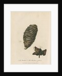 'The Banksia' and 'Banksia gibbosa' by Frederick Polydor Nodder
