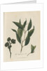 'The Peppermint Tree' [Eucalyptus] by Frederick Polydor Nodder
