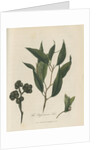 'The Peppermint Tree' [Eucalyptus] by Frederick Polydor Nodder