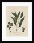 'The Peppermint Tree' [Eucalyptus] by Frederick Polydor Nodder