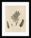 'The Tea Tree of New South Wales' by Frederick Polydor Nodder