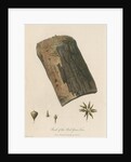 'Bark of the Red Gum Tree' by Frederick Polydor Nodder