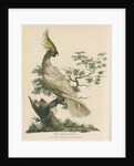 'The Crested Cockatoo' by Sarah Stone