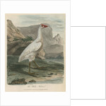 'The White Fulica' by Sarah Stone