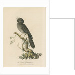 'The Crested Goatsucker' by Sarah Stone