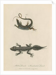 'Ribbon Lizard and Broad-tailed Lizard' by Sarah Stone