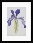 English Iris by Arthur Harry Church