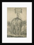 Indian elephant by Andreas Lorenzen Rothgiesser