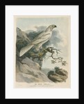 'The White Hawk' by Sarah Stone