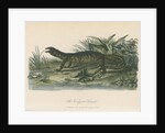 'The Variegated Lizard' by Sarah Stone