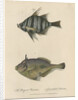 Studies of two fishes by Sarah Stone