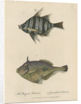 Studies of two fishes by Sarah Stone