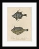 Studies of two fishes by Sarah Stone