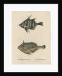 Studies of two fishes by Sarah Stone