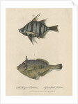 Studies of two fishes by Sarah Stone