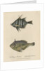 Studies of two fishes by Sarah Stone