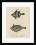 Studies of two fishes by Sarah Stone
