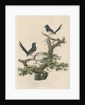 'Superb warblers' by Sarah Stone