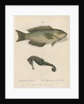 Two marine studies by Sarah Stone