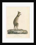 'A Kangaroo' by Charles Catton the younger