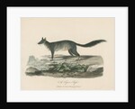 'A Tapoa Tafa' [Brush-tailed phascogale] by Sarah Stone