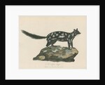 'A Tapoa Tafa' [Eastern quoll] by Charles Catton the younger