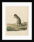 'A Poto Roo' by Sarah Stone