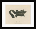 'Hepoona Roo' [Greater glider] by Charles Catton the younger
