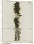 Copper wire explosion pattern by Anonymous