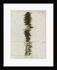 Copper wire explosion pattern by Anonymous