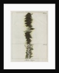 Copper wire explosion pattern by Anonymous