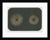 Electrical discharge by The Autotype Company