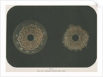 Electrical discharge by The Autotype Company