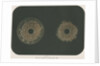Electrical discharge by The Autotype Company