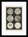 Lavas of Krakatoa by Anonymous
