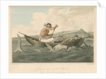 'Javanese and wounded Shark' by Thomas Medland