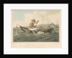 'Javanese and wounded Shark' by Thomas Medland