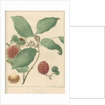 'The Rambootan' and 'Poolasang' by Thomas Medland