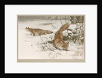 ‘Common Fox’ by Frederick Warne & Company