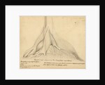 Buttresses of a Leguminous tree by Richard Spruce
