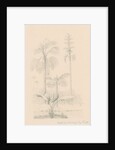 Vegetation sketch by Richard Spruce