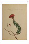 Cotyledon africana by Georg Dionysius Ehret